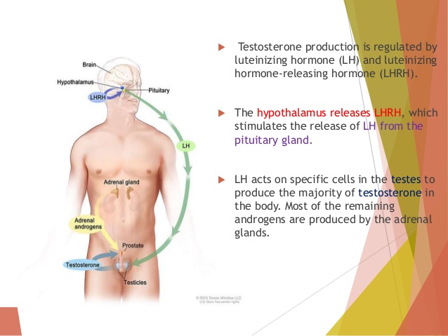 prostate-cancer-treatment-hormone-therapy-prostate-matters