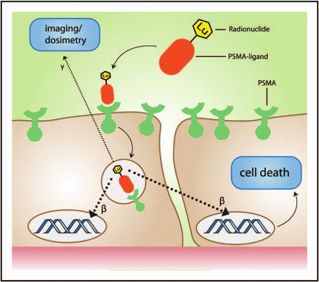 Mechanism-of-therapy-with-lutetium-177-labelled-prostate-specific-membrane-antigen